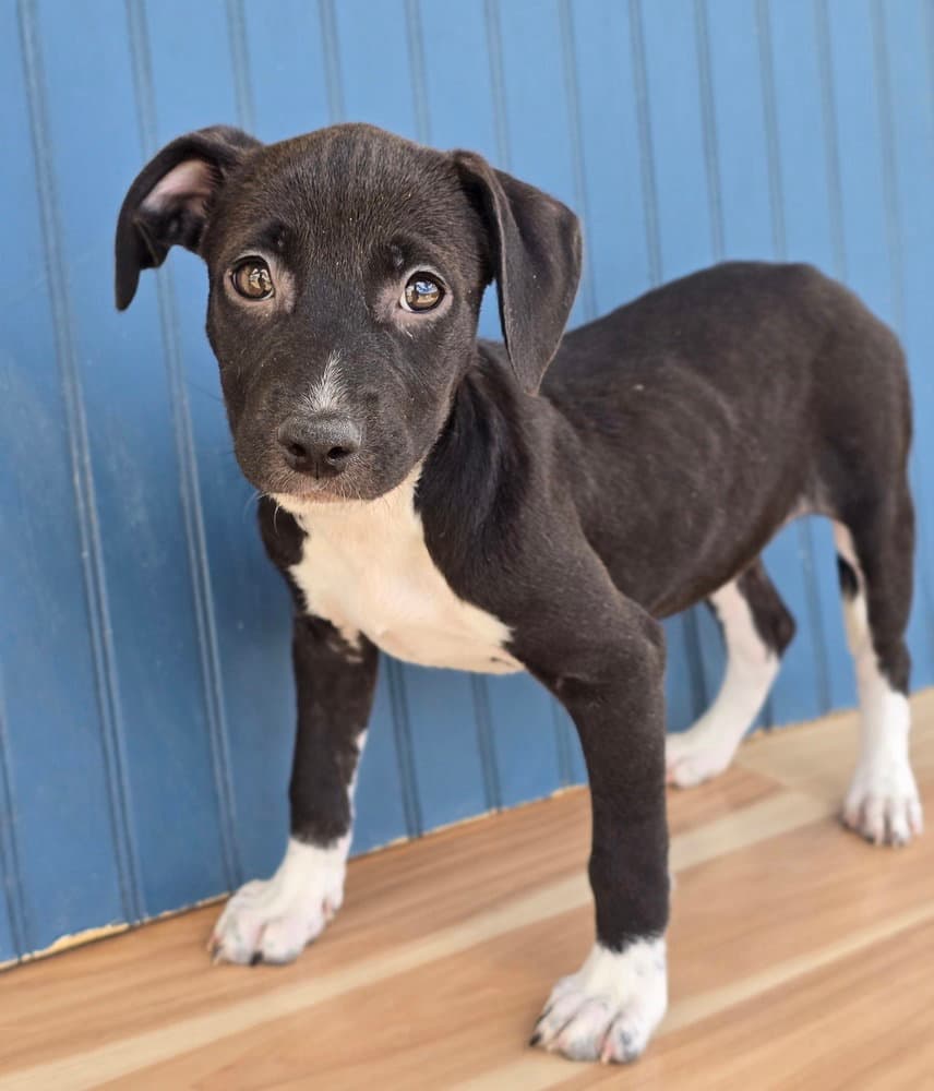 Brooke - American Pit Bull Terrier