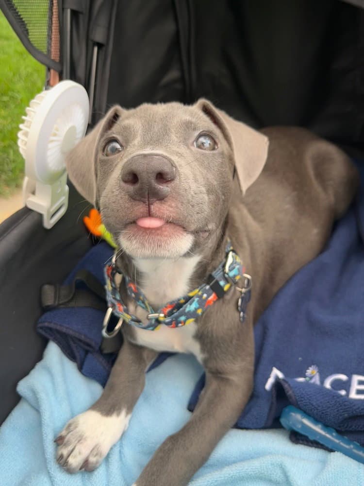 Bethany - American Pit Bull Terrier