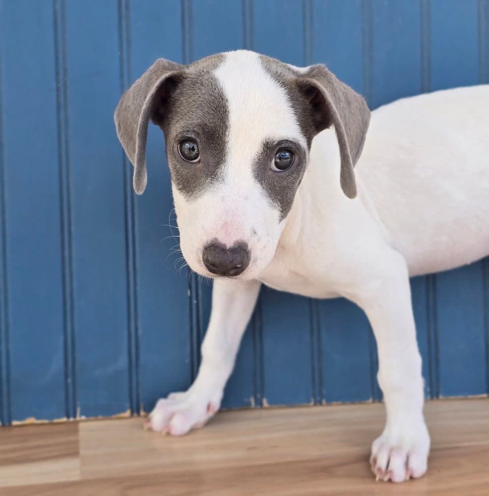 Bella - American Pit Bull Terrier