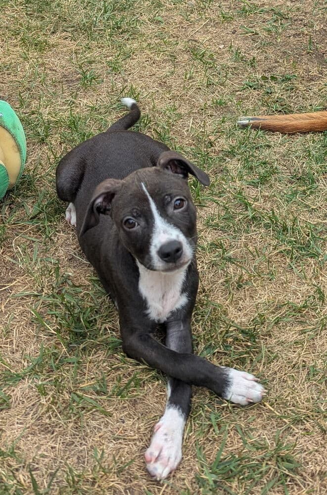Brianna - American Pit Bull Terrier