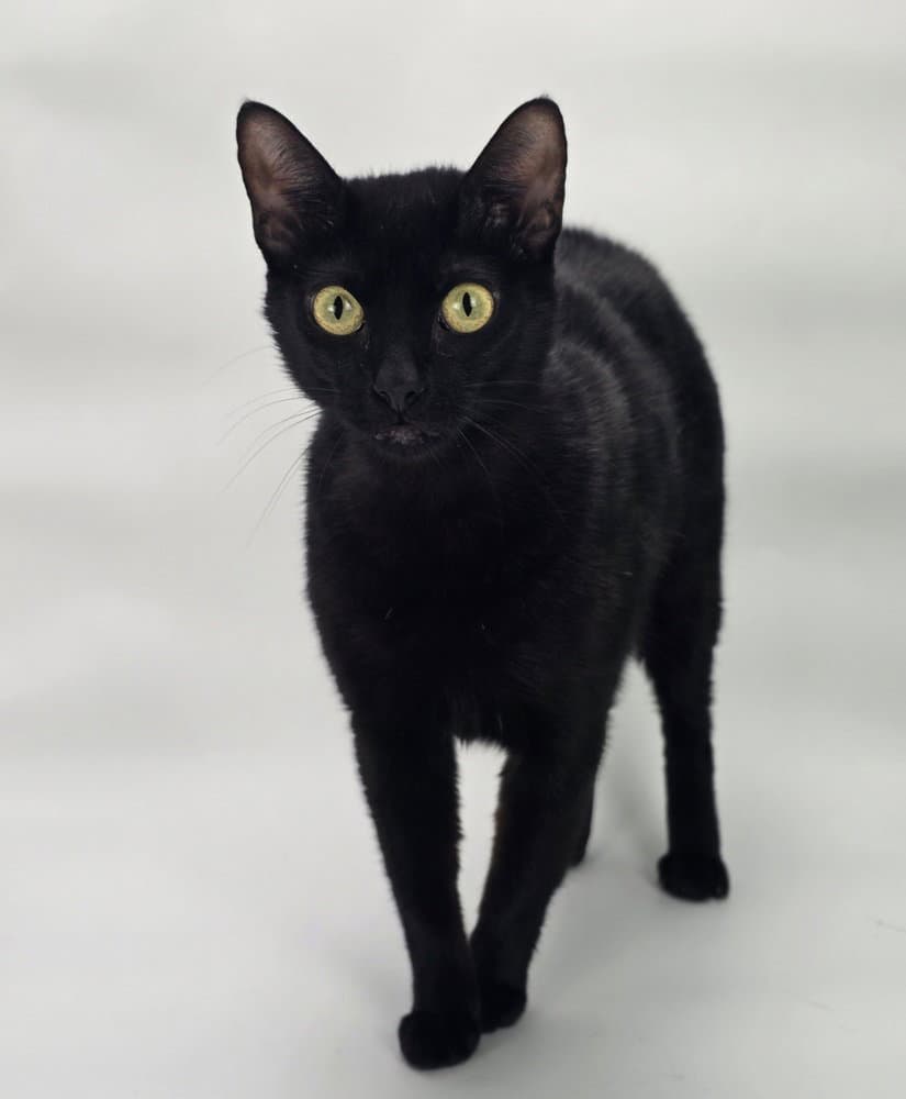 Big Girl - Domestic Short Hair