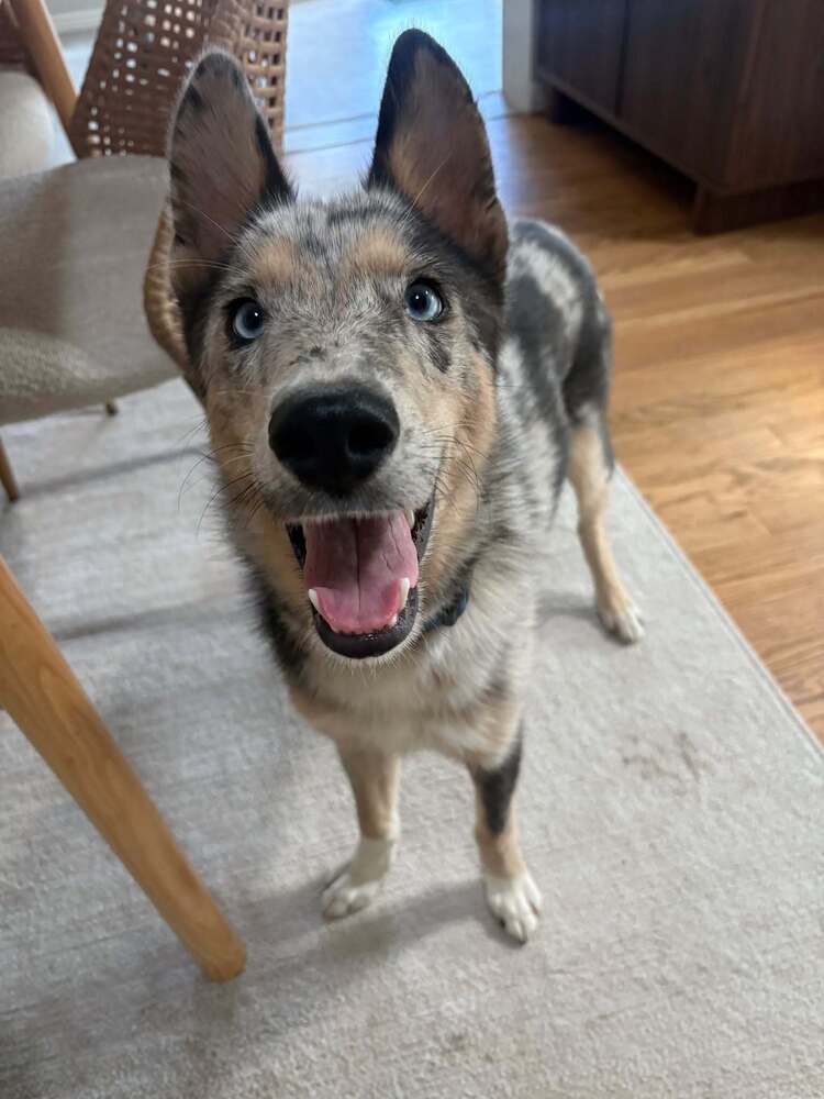 Ricky - Catahoula Leopard Dog