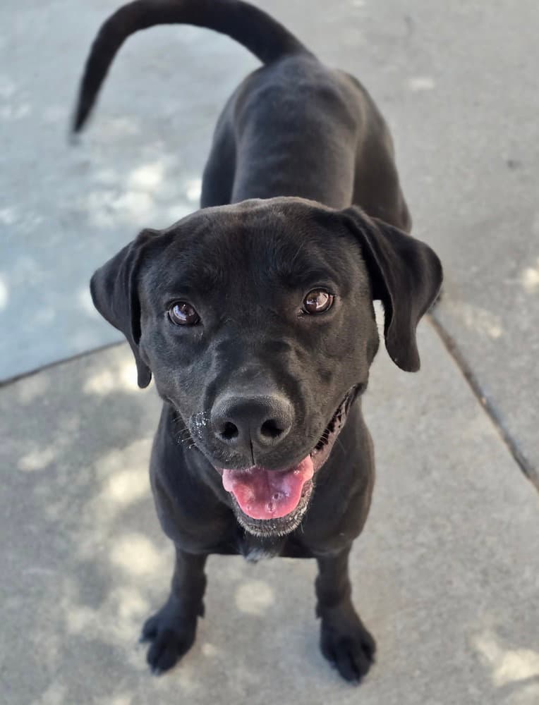 Milo - Labrador Retriever
