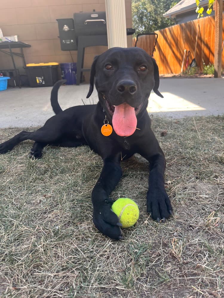 Milo - Labrador Retriever