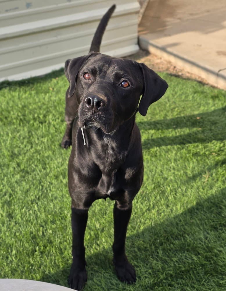 Milo - Labrador Retriever
