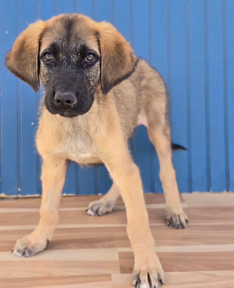 Kitana - Anatolian Shepherd