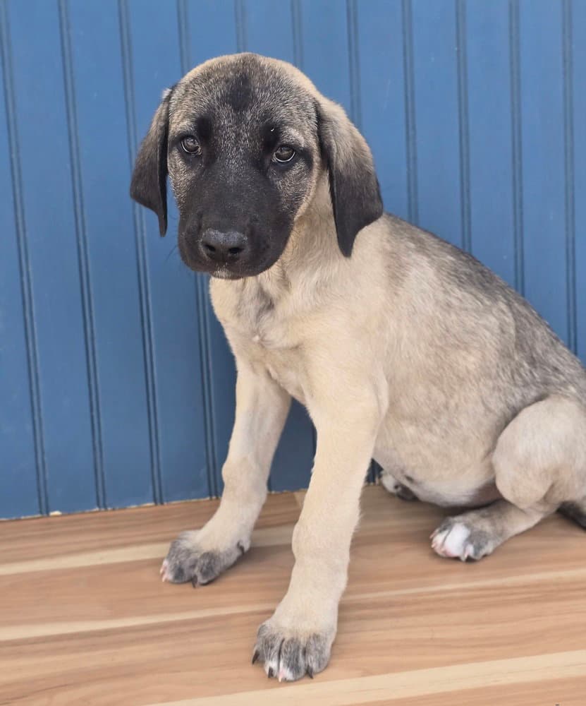 Sindel - Anatolian Shepherd