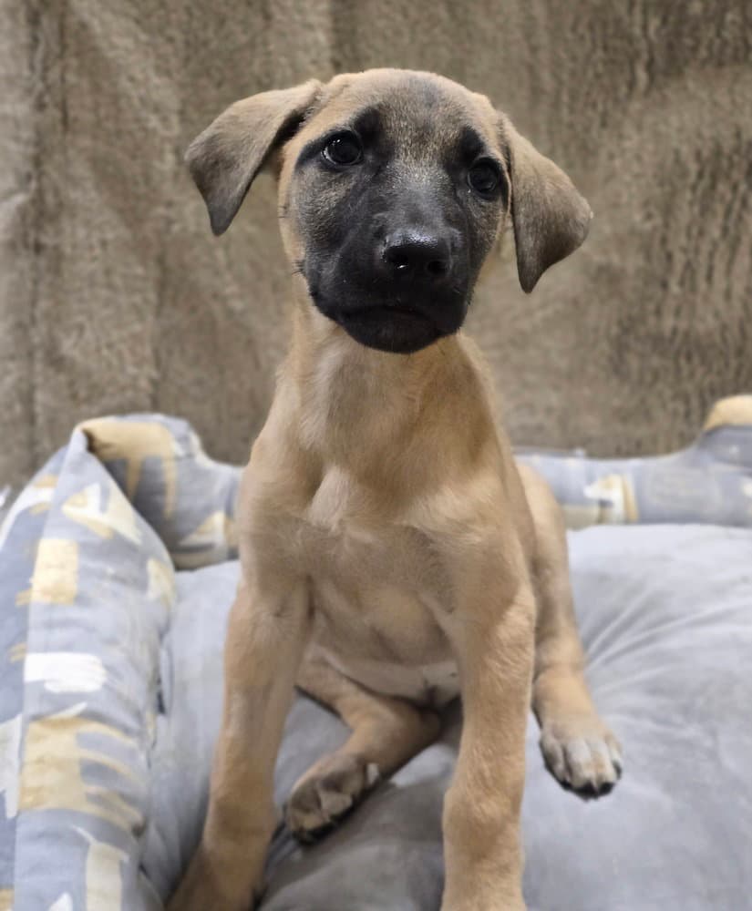 Sonya Blade - Anatolian Shepherd