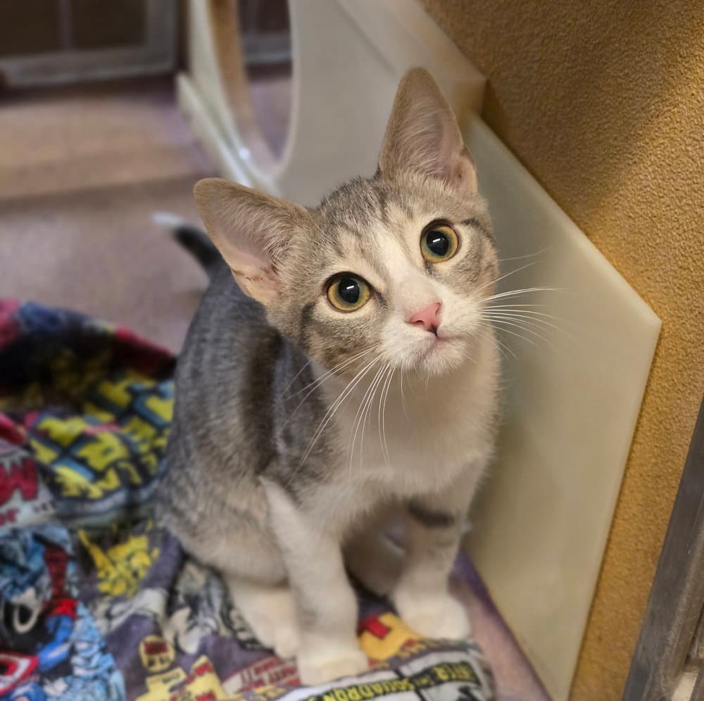 Charge Nurse Dana - Domestic Short Hair