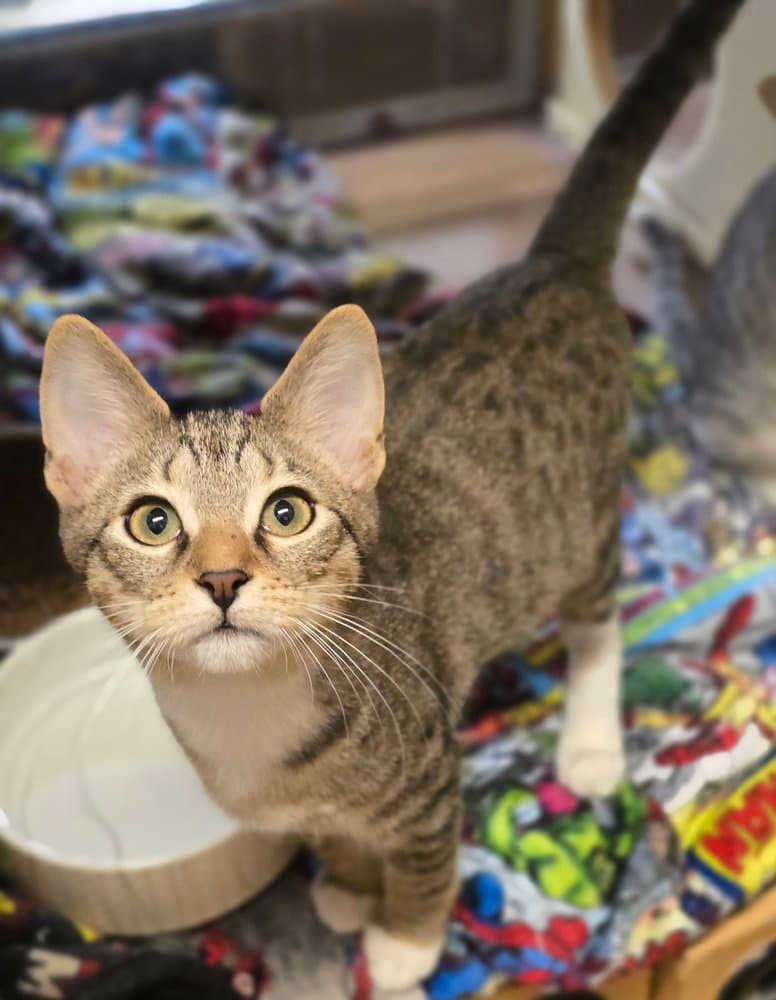Crash - Domestic Short Hair