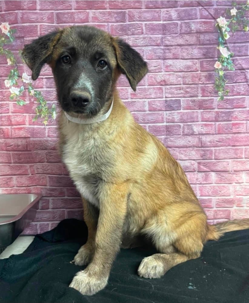 Purina - Anatolian Shepherd