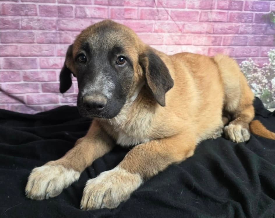 Pedigree - Anatolian Shepherd