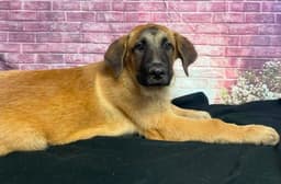 Iams image 2
