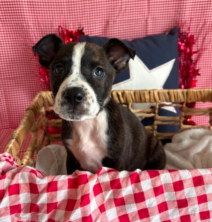 Chief - Pit Bull Terrier