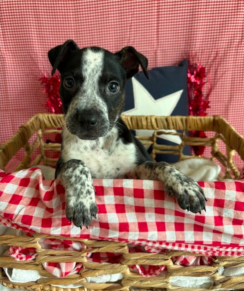 Gizmo - Pit Bull Terrier