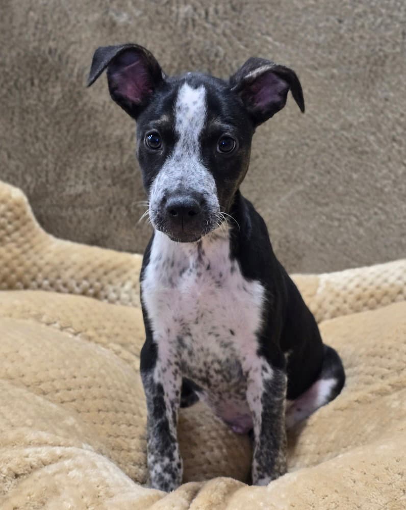 Gizmo - Pit Bull Terrier