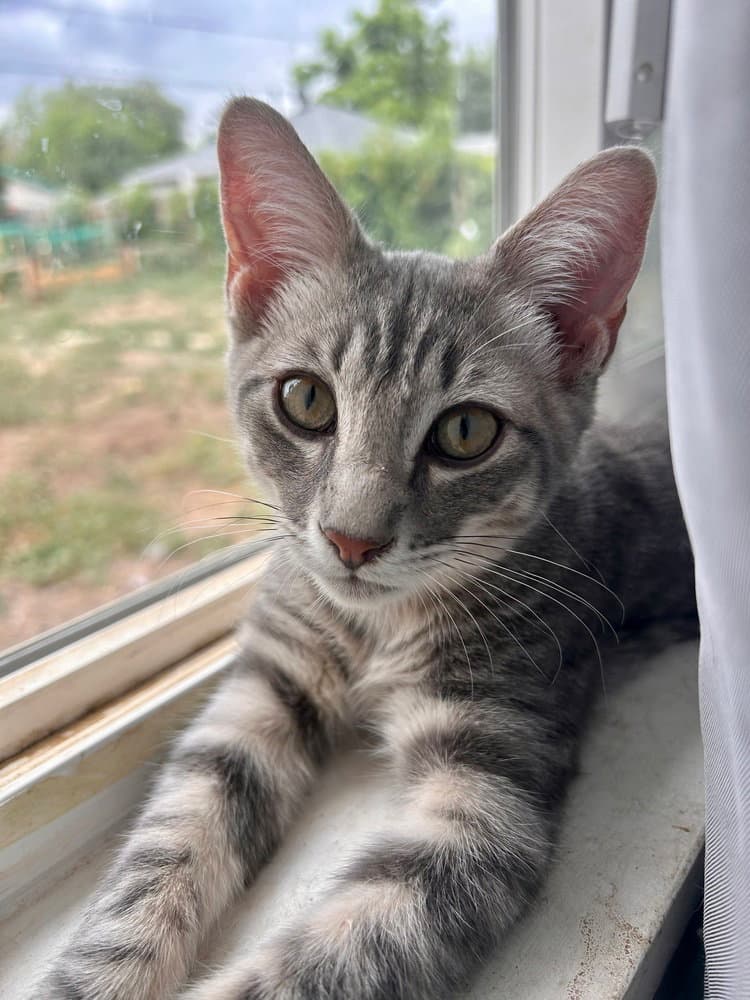 Professor X - Domestic Short Hair