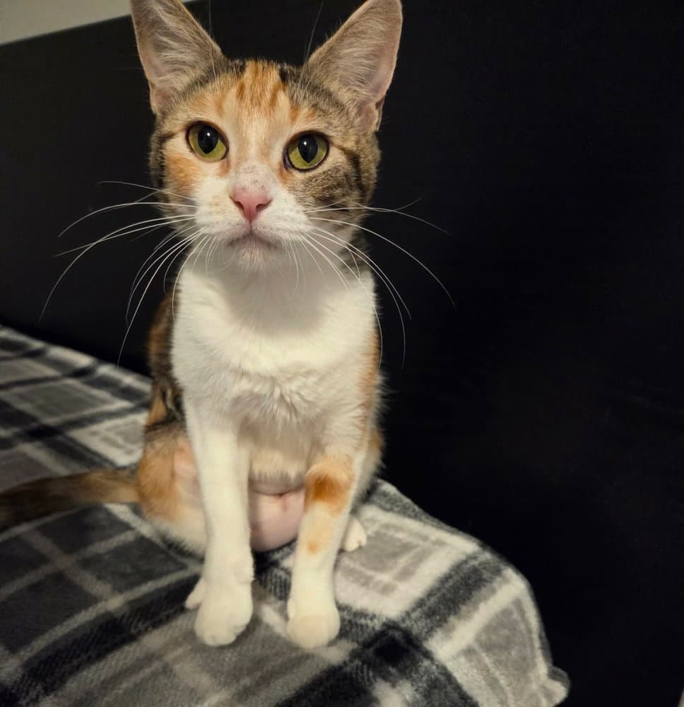 Captain Marvel - Domestic Short Hair