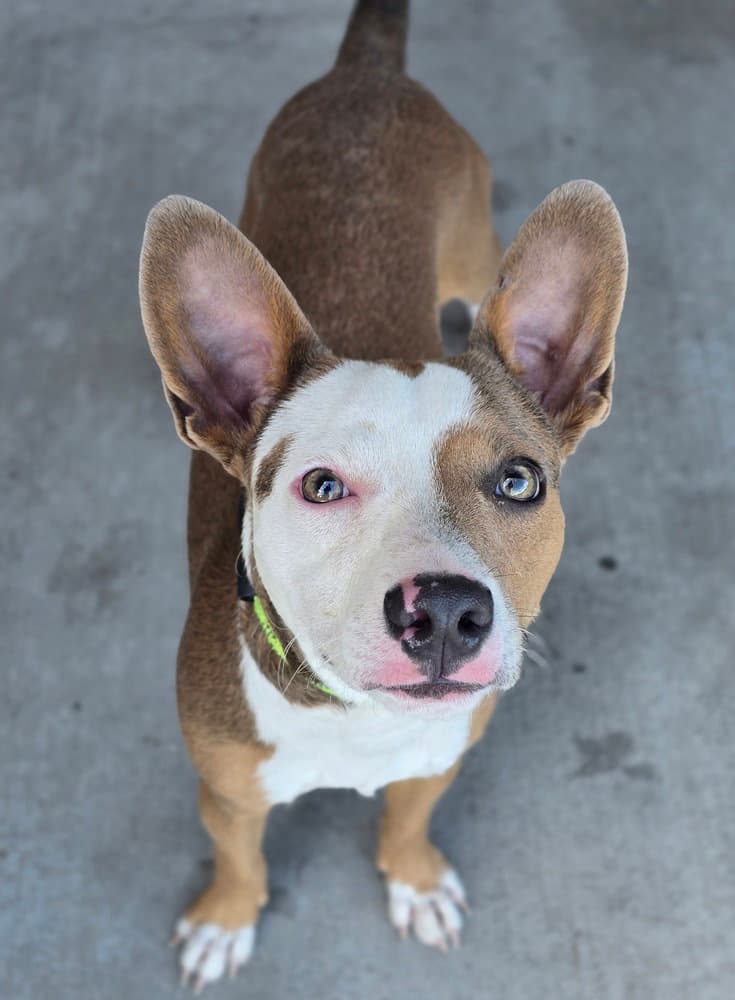 Haku - Basenji