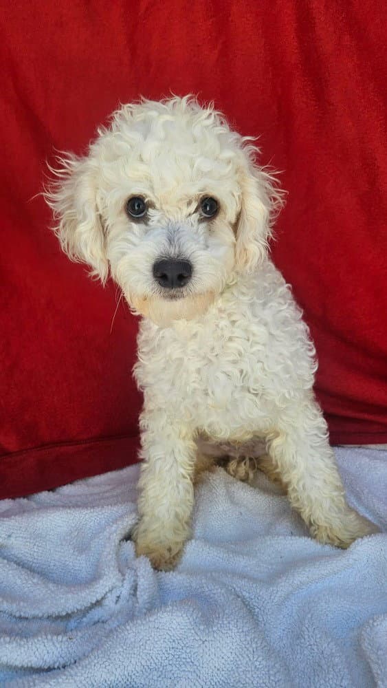 Dillinger - Poodle (Miniature)