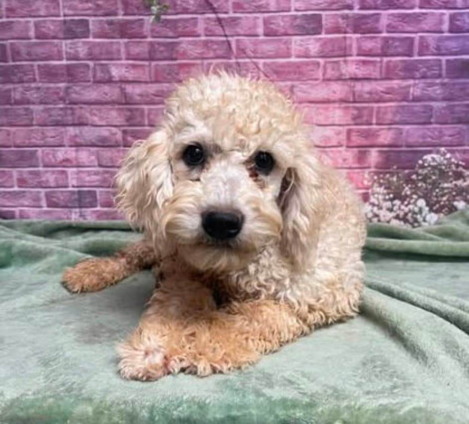 Clyde - Poodle (Miniature)