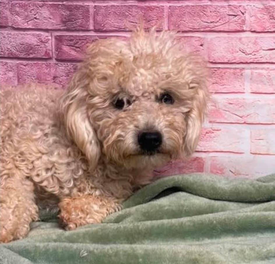 Jesse - Poodle (Miniature)