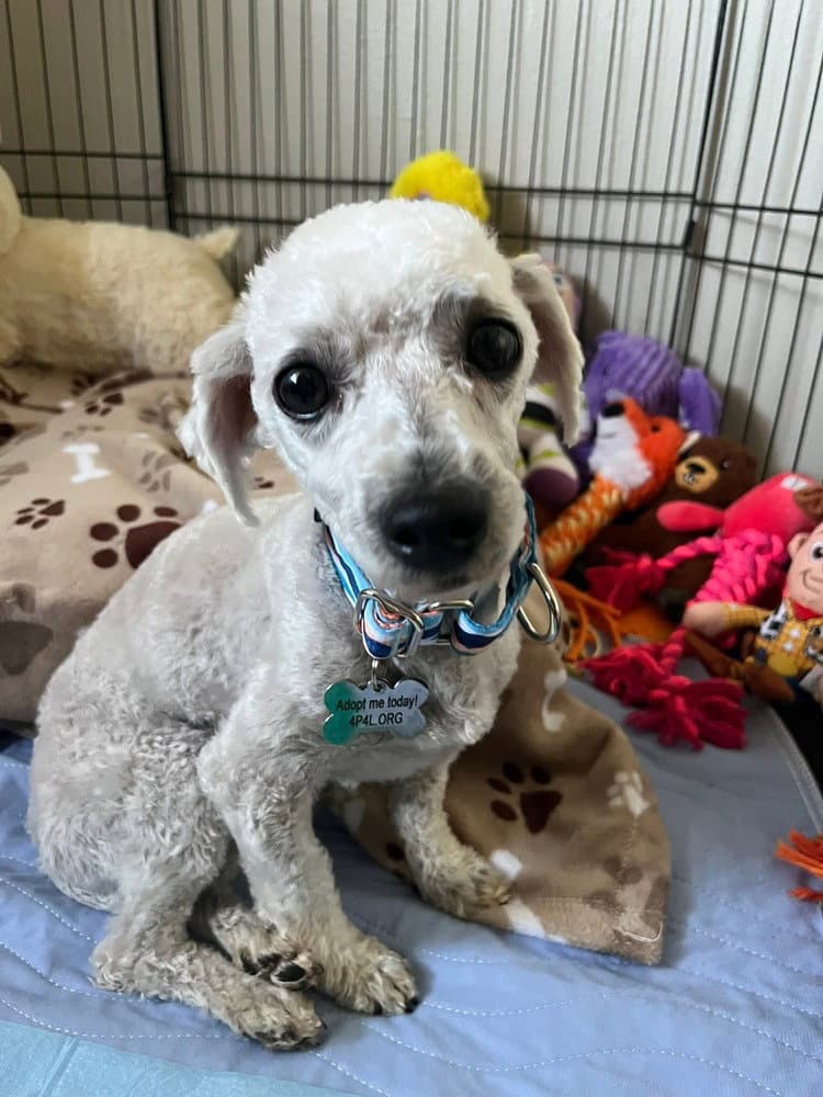 Jesse - Poodle (Miniature)