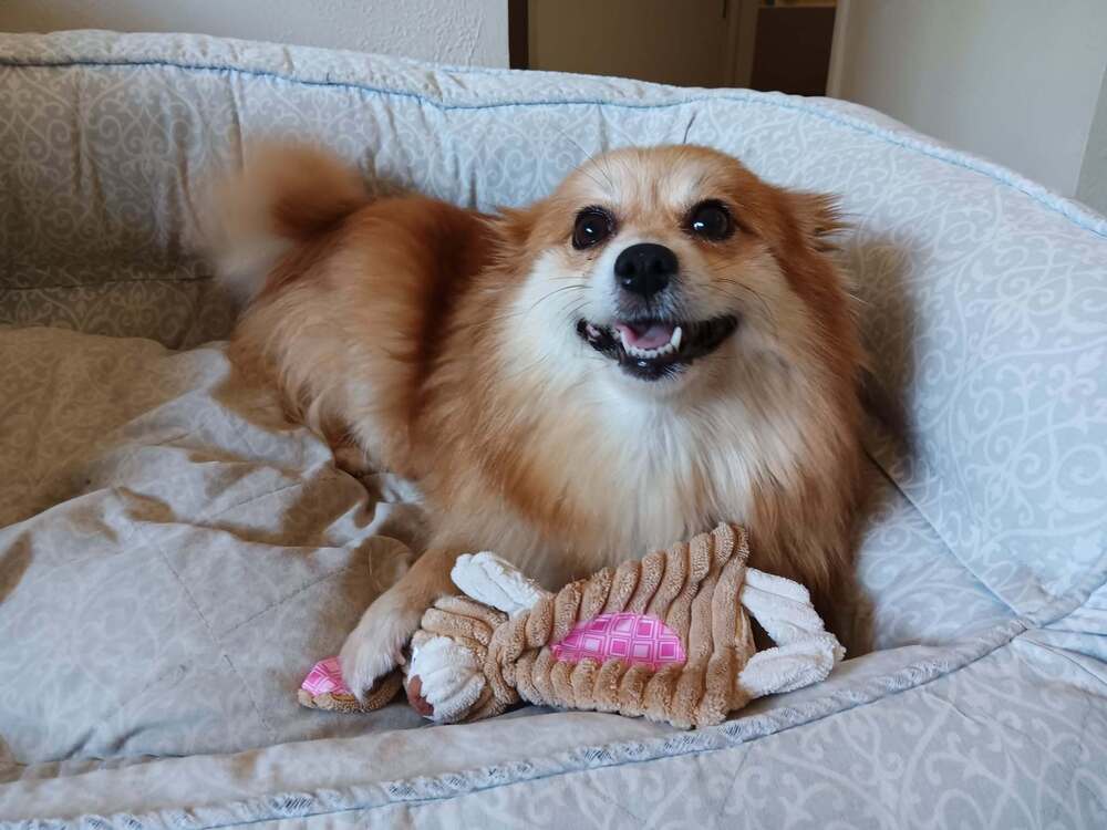 Gucci - Pomeranian