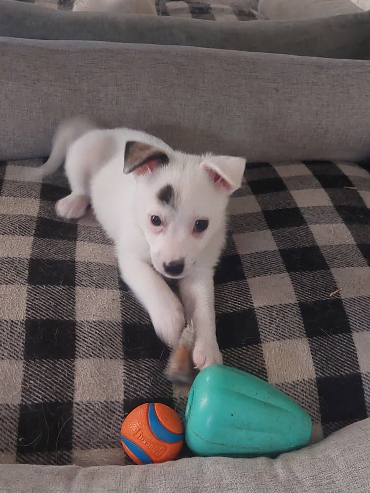 Georgia - Pomeranian