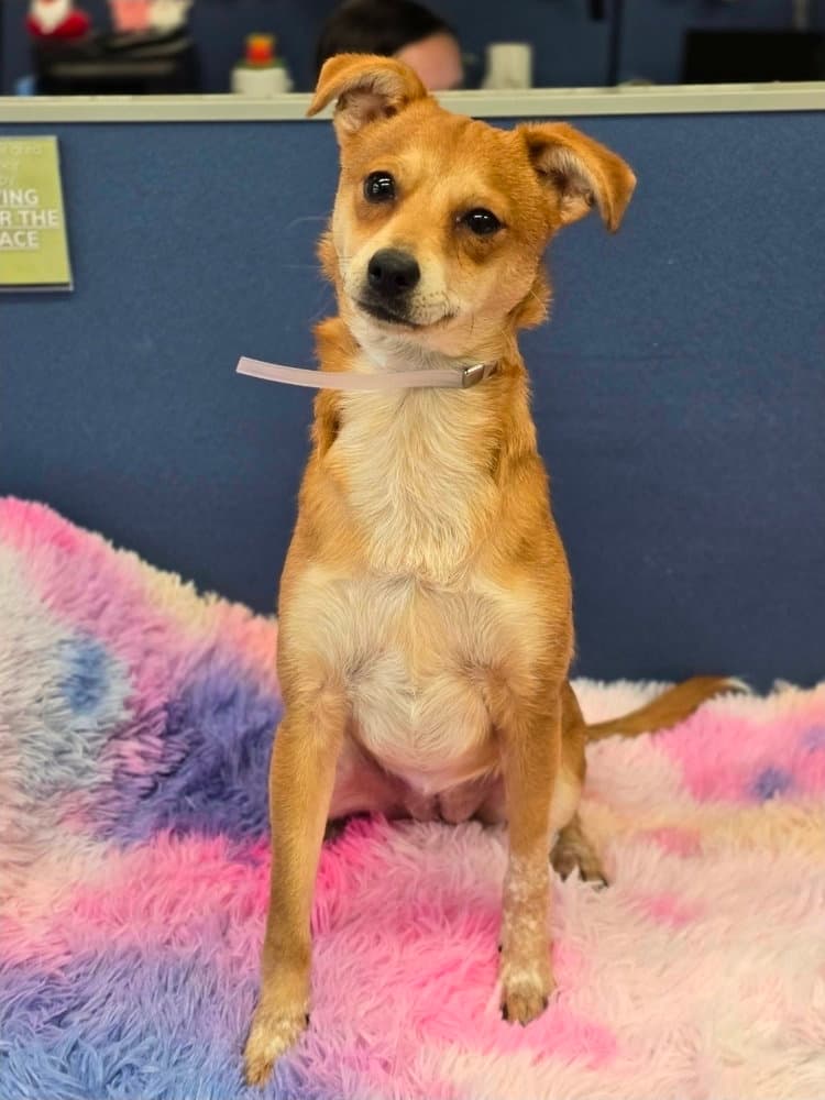 Arya - Chihuahua