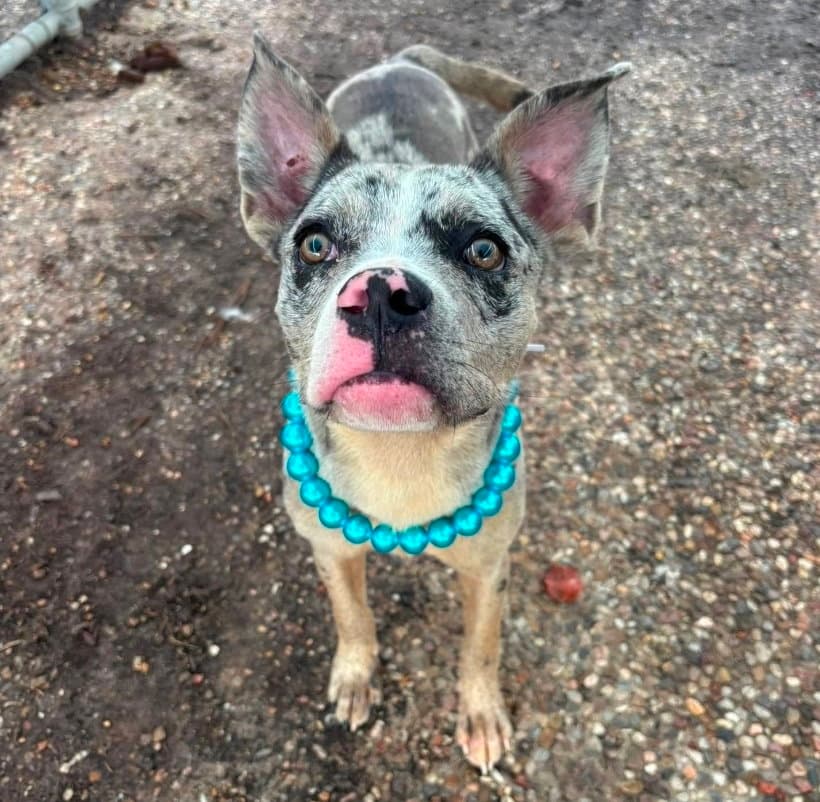 Leo - American Pit Bull Terrier