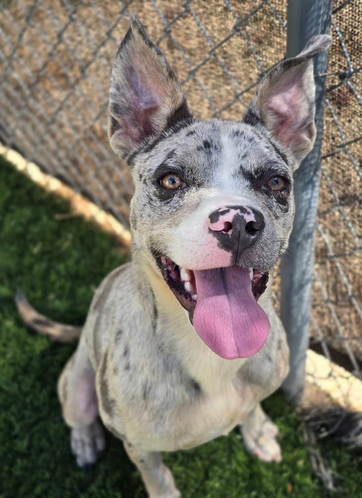 Leo - American Pit Bull Terrier