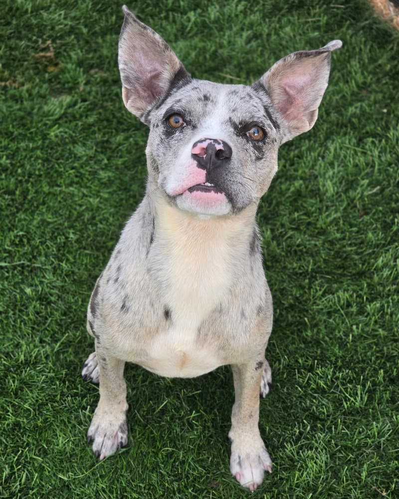 Leo - American Pit Bull Terrier