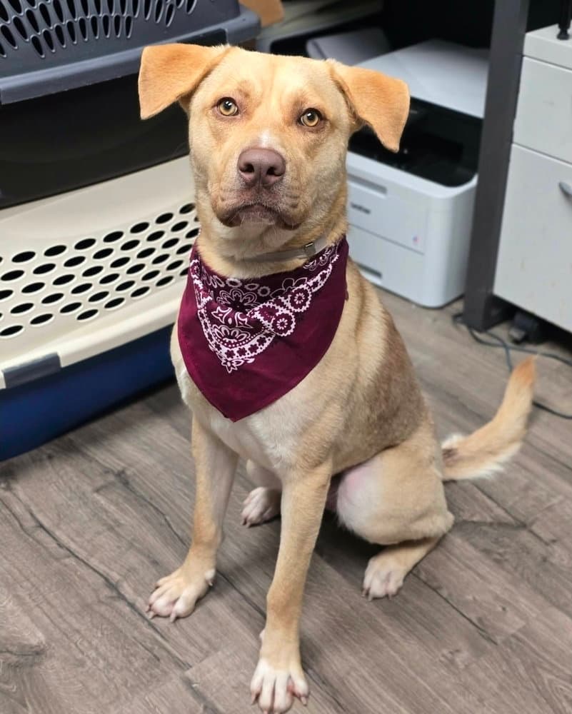 Ashton - Labrador Retriever