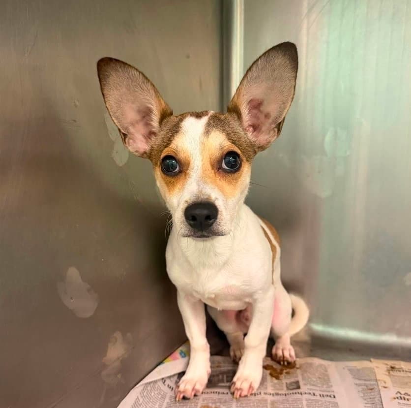 Simba - Chihuahua