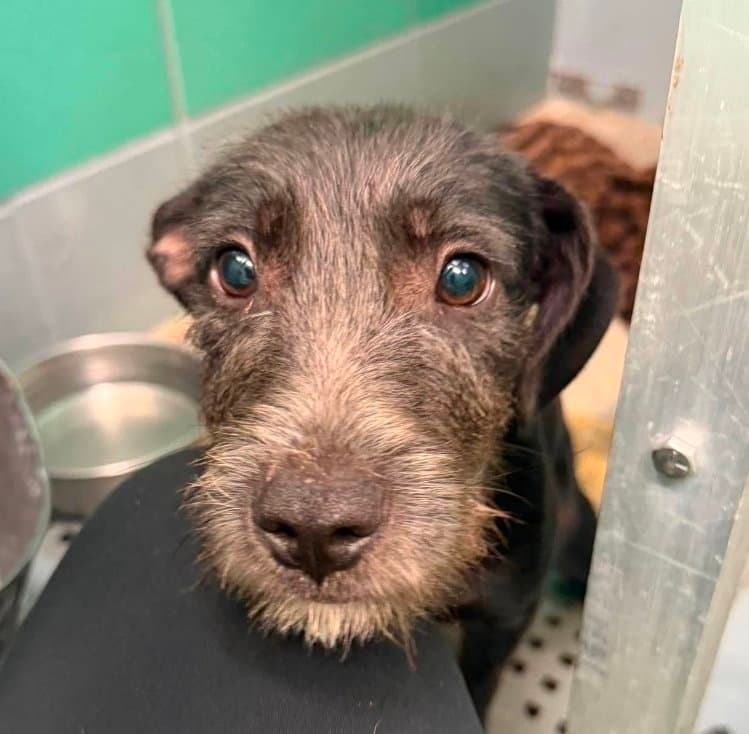 Boomer - Schnauzer