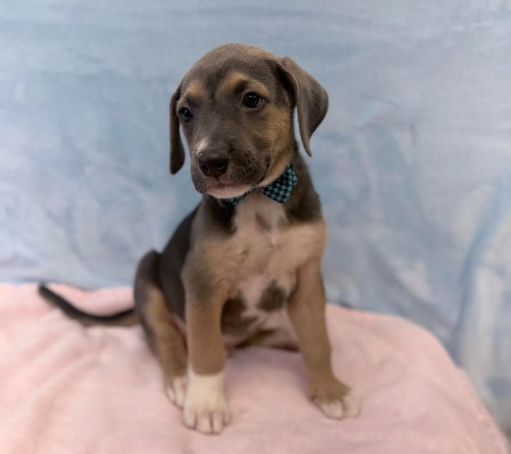 Mitchell - Labrador Retriever
