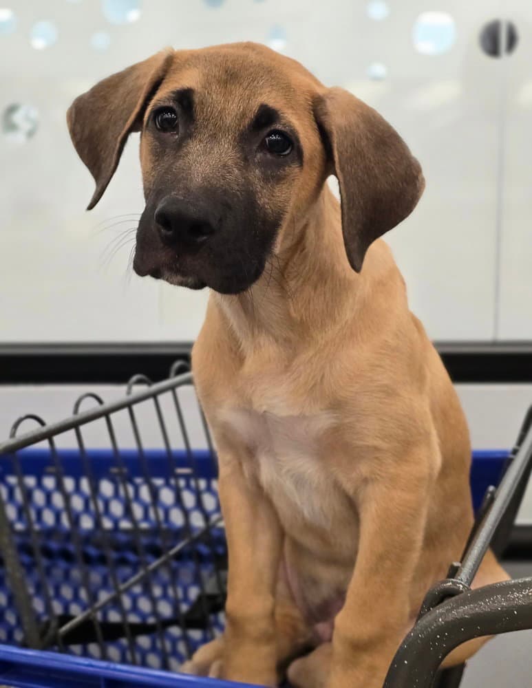 Maddox - Labrador Retriever