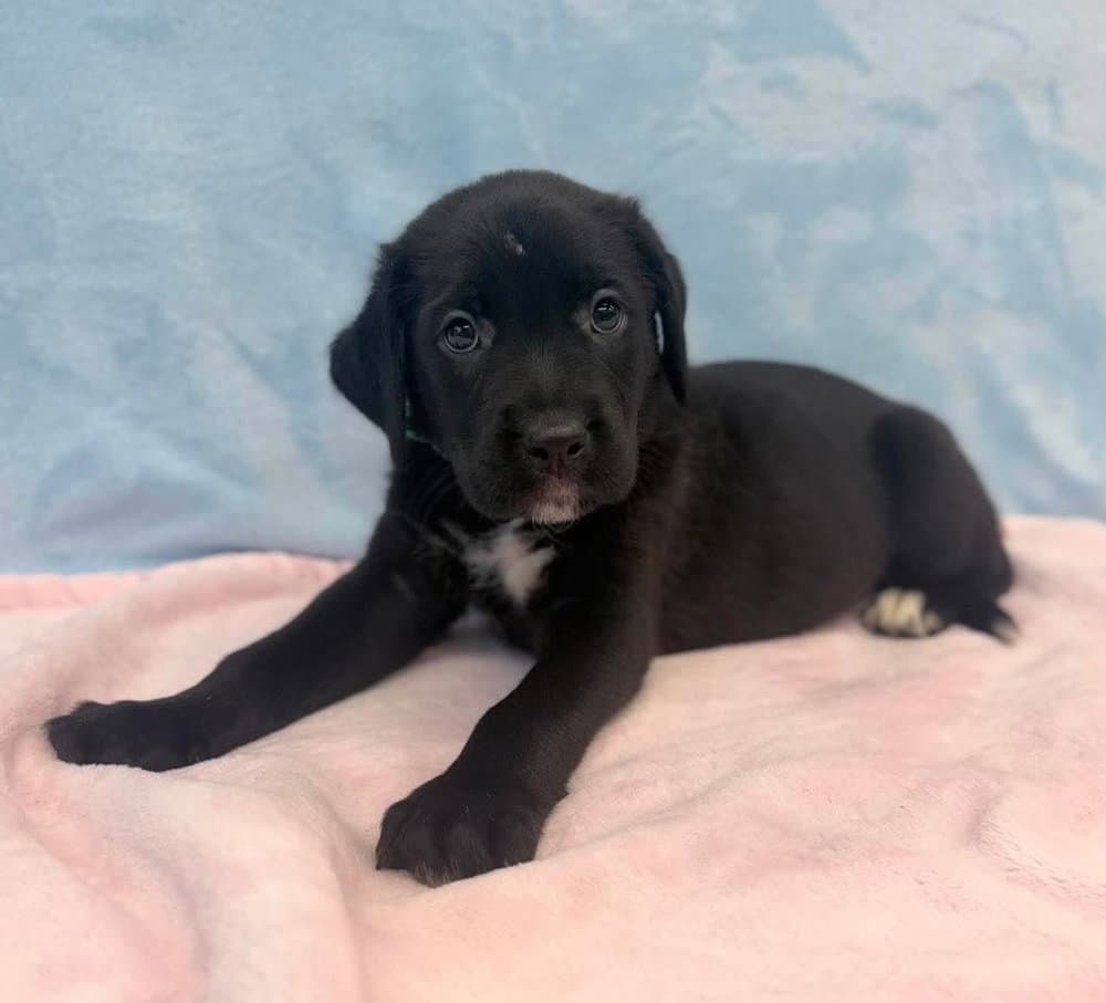 Marty - Labrador Retriever