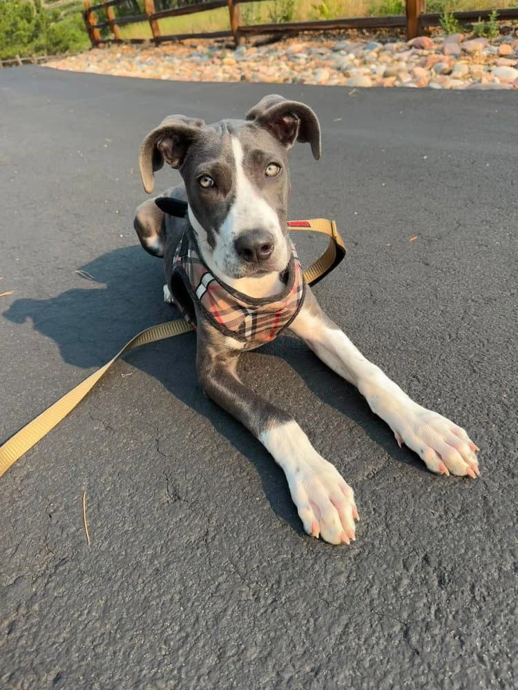 Pheonie Fka Virginia - Great Dane