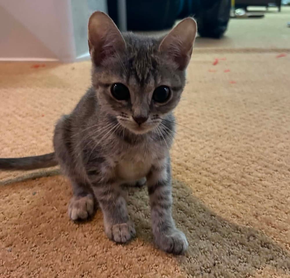 Chuckie - Domestic Short Hair