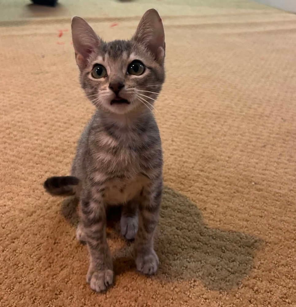 Angelica - Domestic Short Hair