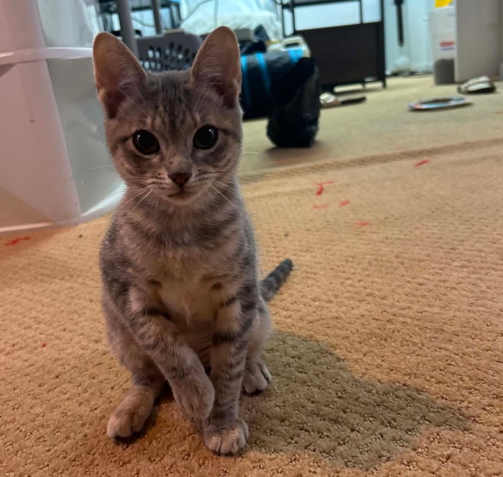 Susie - Domestic Short Hair