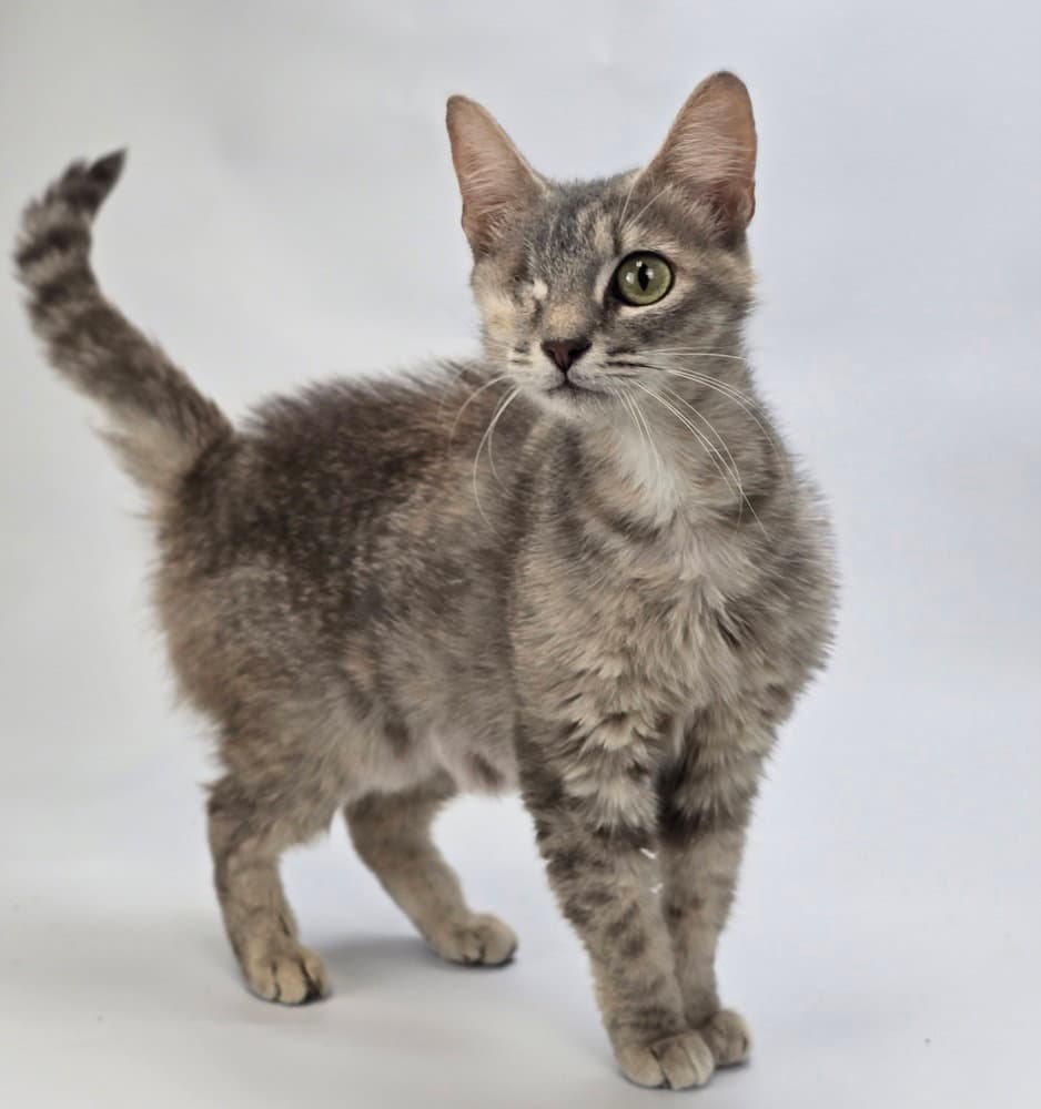Jen Ovni - Domestic Short Hair