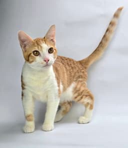 Lukas image 1