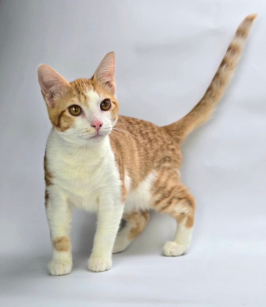 Lukas - Domestic Short Hair