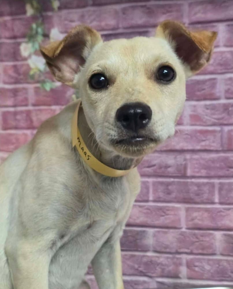 Maas - Chihuahua