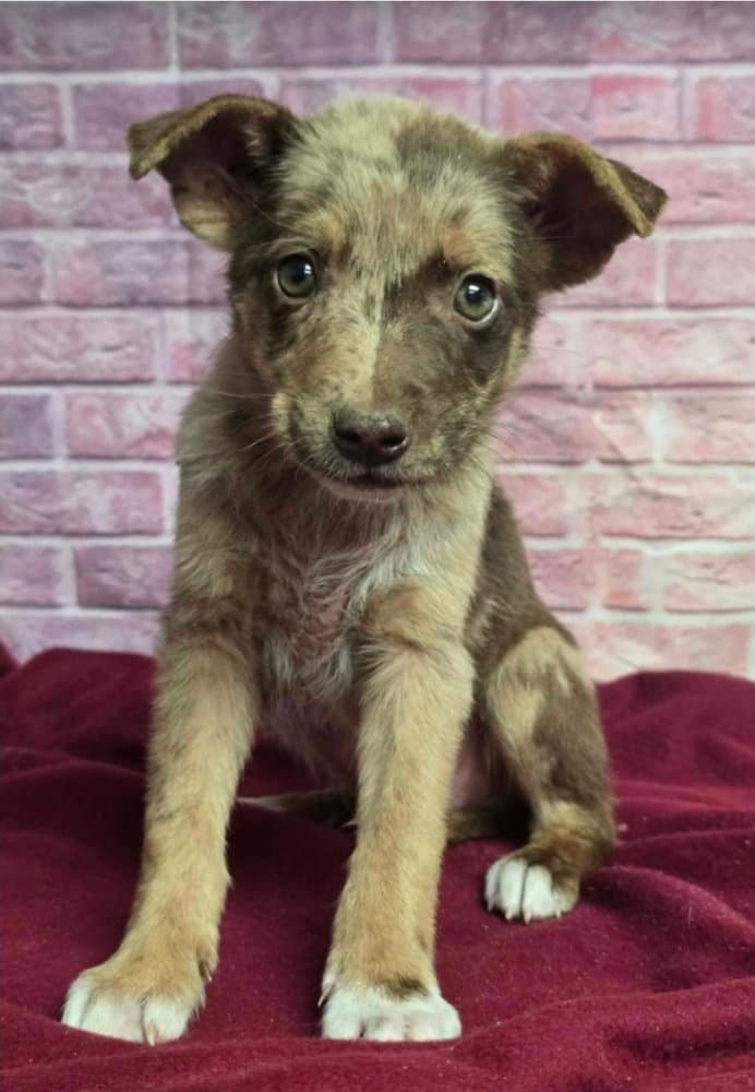 Mantis - Australian Shepherd