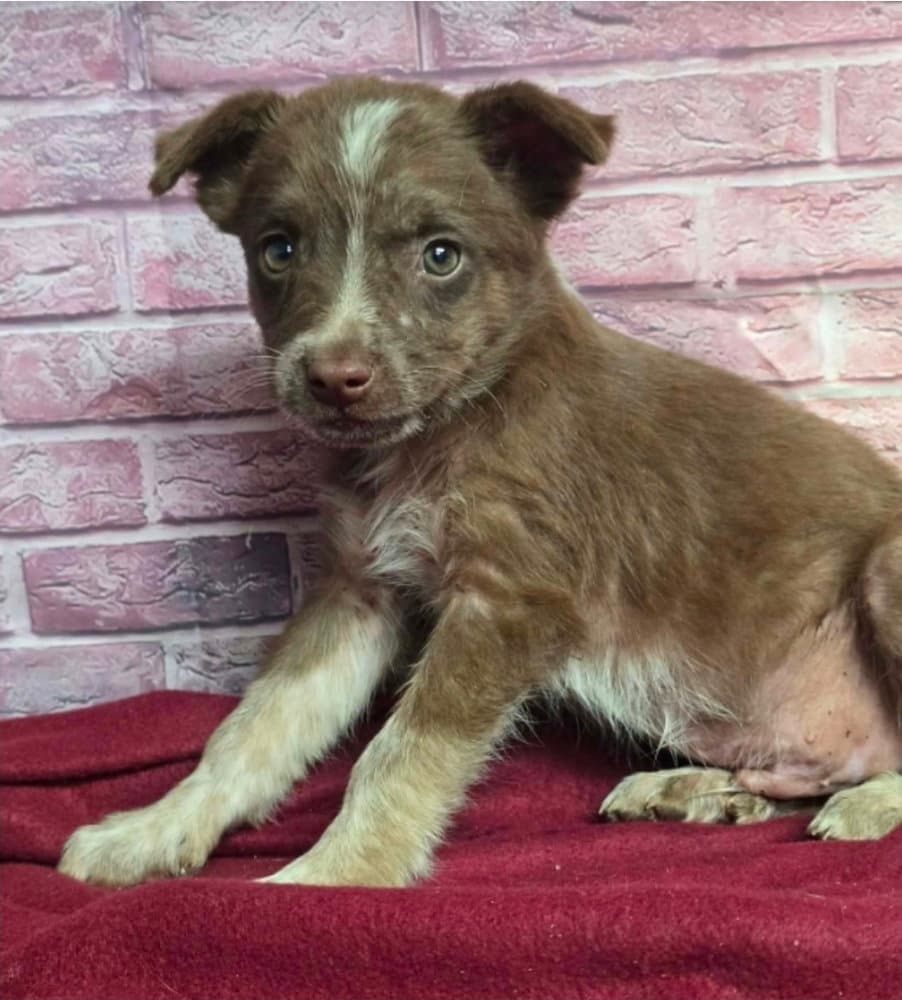 Spider - Australian Shepherd
