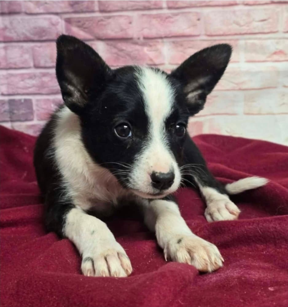 Weevil - Australian Shepherd